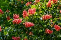 Blooming red horse-chestnut Aesculus Ãâ carnea